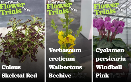 FlowerTrials: Vitroflora, Plants for Europe, Schneider, Marathon VIDEO